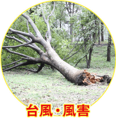 台風・風害